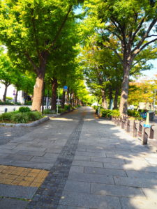 横浜　山下公園　イチョウ並木